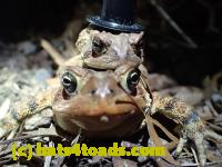 /home//u458753944/public_html/sourcegallery//////////////////////////////////////////////Roxborough Toad Detour/2013-2019/2016/2016-03-31/P3310635.JPG